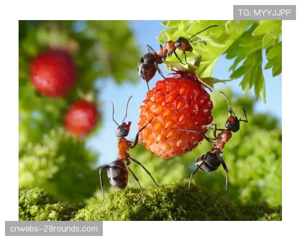 特写:一次成功的团队反抢后,场边的皮奥利用力挥拳庆祝